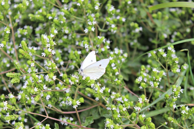 White butterflies (3)